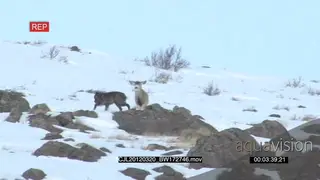 Gray Wolf walking around huntion snowy prairie and Elk Antelope standing looking at it WS.
