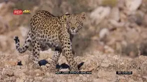 Tracking close up of a leopard walking along the rocky mountain side hunting