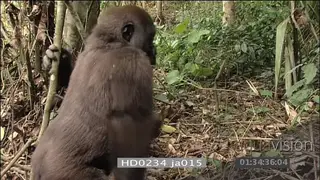 Mountain gorillas 2 play fighting