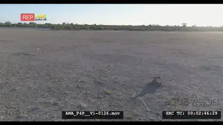 Aerial Drone shot Black-backed jackal scavenging off carcass in open veld 2nd jackal.