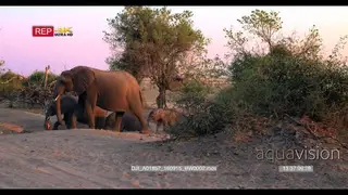 Elephant herd crossing dusty road
