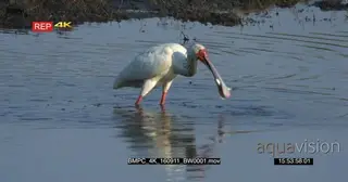 Spoonbill bird fishing catch fish and starts feeding