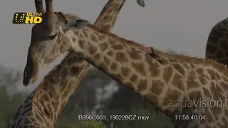 Giraffe fight
