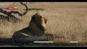Medium close up shot of male lion with its black mane sitting up and looking about
