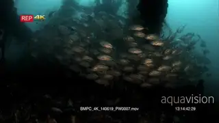 A large school of Big eye Trevally, Caranx sexfasciatus at the Iron wreck