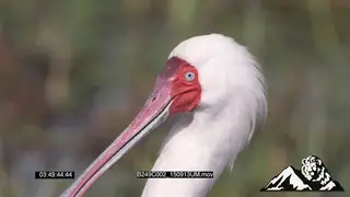 African Spoonbill standing and looking around on flooded grassland CU