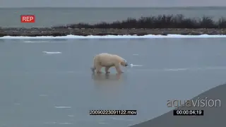 Polar bear patrolling on frozen lake