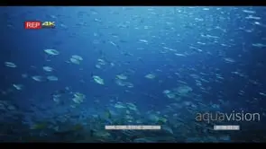 Wide shot of hundreds of anchovy cloud the coral reef while bluefin jacks.