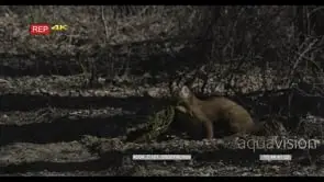 Pine Marten feeding on dung in the bushveld then runs away