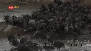 Blue wildebeest herd crossing the mara river during their annual migration two safari.