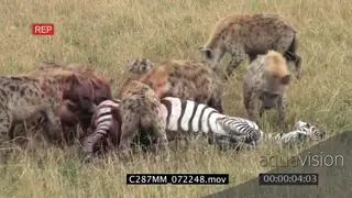 Spotted hyena clan feeding on a zebra fighting for its life