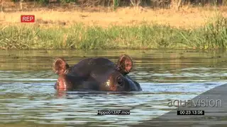 Bull hippo in a river MS