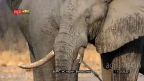 African Elephant's face with a broken tusk CU