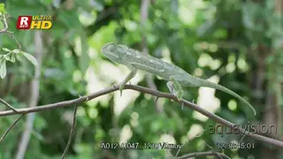 Veiled Chameleon walking with jerky, back and forth and moving eyes 360.