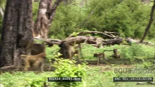 Warthog family resting in shade with a troop of Yellow baboons grazing foraging around.