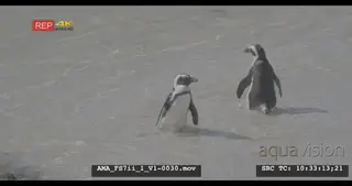 African Penguin getting out and into the water, shoreline, swimming, walking, coast.