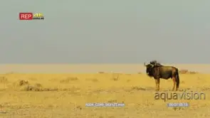 Wide shot of lone blue wildebeest in the grassland looking towards camera