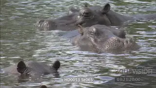 Hippo pod social behaviour resting moving around in water