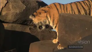 Bengal tiger resting on rocks looking out
