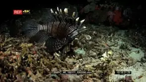 Close up shot at night of a lionfish hunting and catching prey