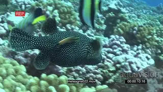 Redlip Wrasse following around cleaning Guineafowl Puffer swimming past Moorish Idols and.