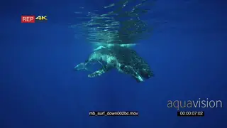 Humpback whale mother at surface with calf playful swimming around SOCIAL INTERACTION UW