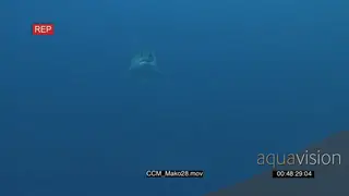 Mako Shark swimming underwater in ocean following camera then turning back UW
