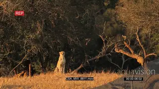Cheetah sitting facing camera scouting around hunting