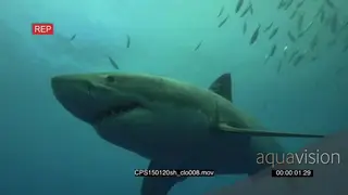 Great White Shark swimming underwater in ocean passing by camera MS PAN HAND