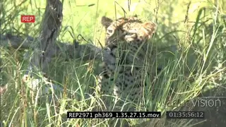 Cape Buffalo mother defending her dead calf from Leopard AmCam
