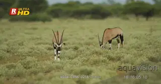 Pair of Gemsbok standing, slowly walking while feeding on grass.