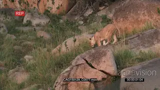 African Lioness squatting on rocks looking down at cub grass LWS HAND