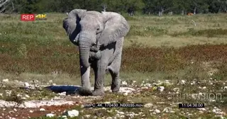 Male elephant walking towards camera