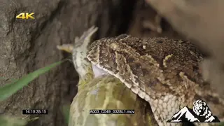 Puff Adder killing a young bullfrog and feeding CU PREDATION