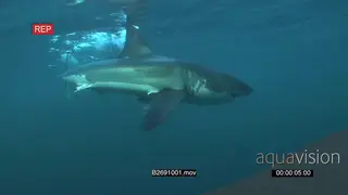 A Great white shark gently swimming underwater in ocean then turning back UW HAND