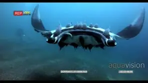 Tagged giant manta ray that is heavily lade with remora's glides straight to the camera.