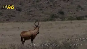 A wide shot of a Red hartebeest standing and feeding on grass during daytime.