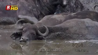 Herd of Cape Buffalo laying in a body of water while bull stands up.
