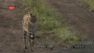Serval male looking around and walking on road, towards camera