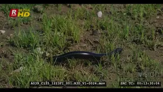 Close tracking shot of a giant african millepede walking over the green grass