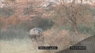 White Rhino walking on bushveld away from camera LS