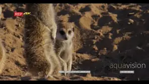 Close up of juvenile meerkat stands close to meerkat mother baking its tummy to get warm