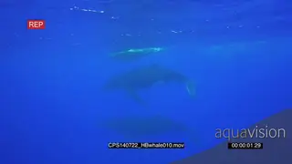 Two (2) Humpback Whale Adults and a calf at ocean surface UW HAND