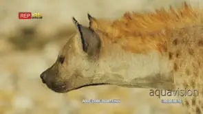 Close side view shot of spotted Hyena's head and neck