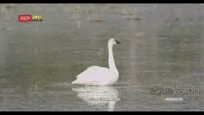 Trumpeter Swan floating in river looking around and drinking water MLS
