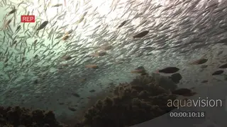 School of Sardines swimming underwater in ocean LA WS PAN HAND