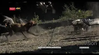 A Flock of White-backed Vultures searching for food on the dry bushveld and gets chased.
