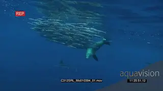 Marlin sailfish and Seals feeding on bait ball in deep blue ocean