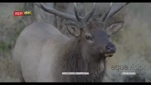 Male elk standing and looking around MS GOOD LIGHT