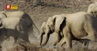 Herd of young and adult African Elephant running off the frame.